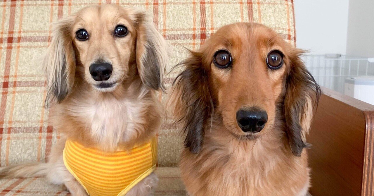 お留守番前の後追いをしなくなった理由｜人と動物の想いをつなぐ