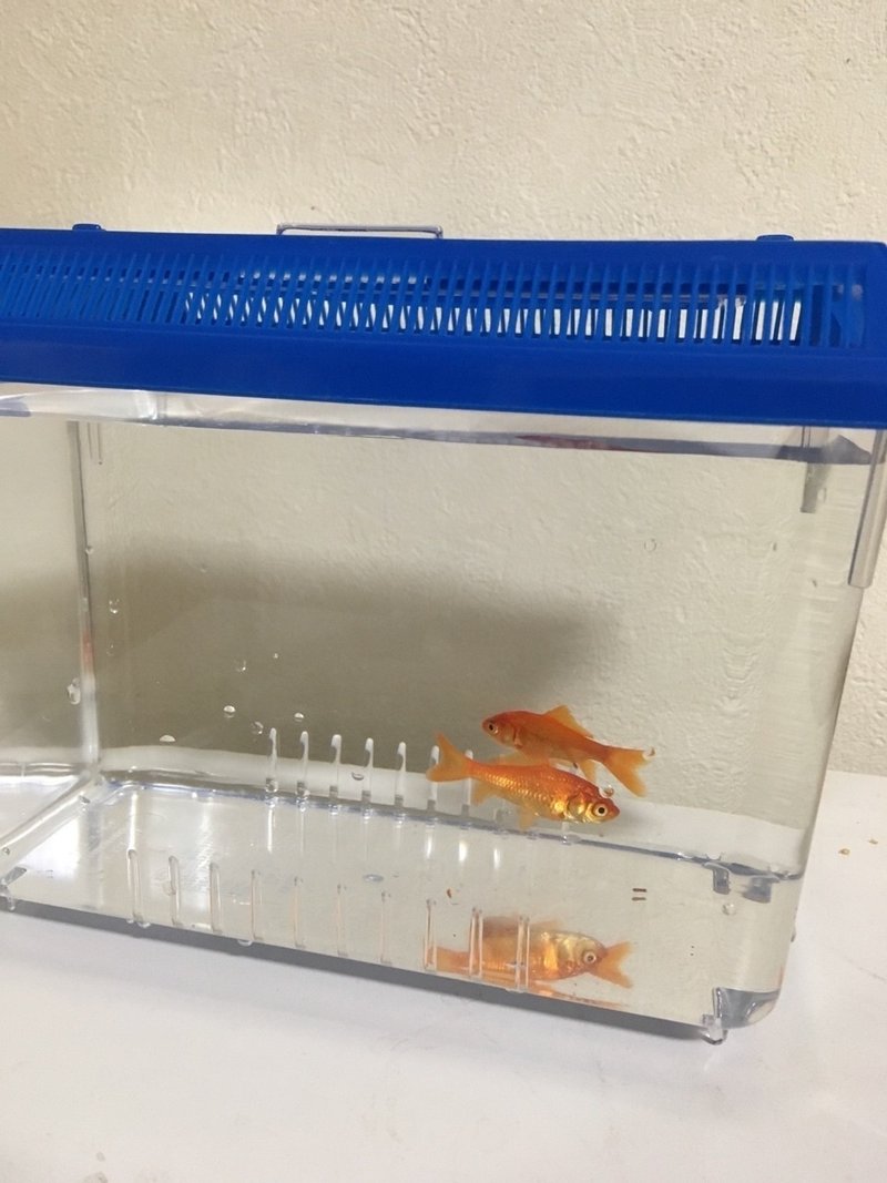 何も考えずに金魚すくいしたら 金魚が家にやってきた 当たり前 W いちこのゆるり日記 Note