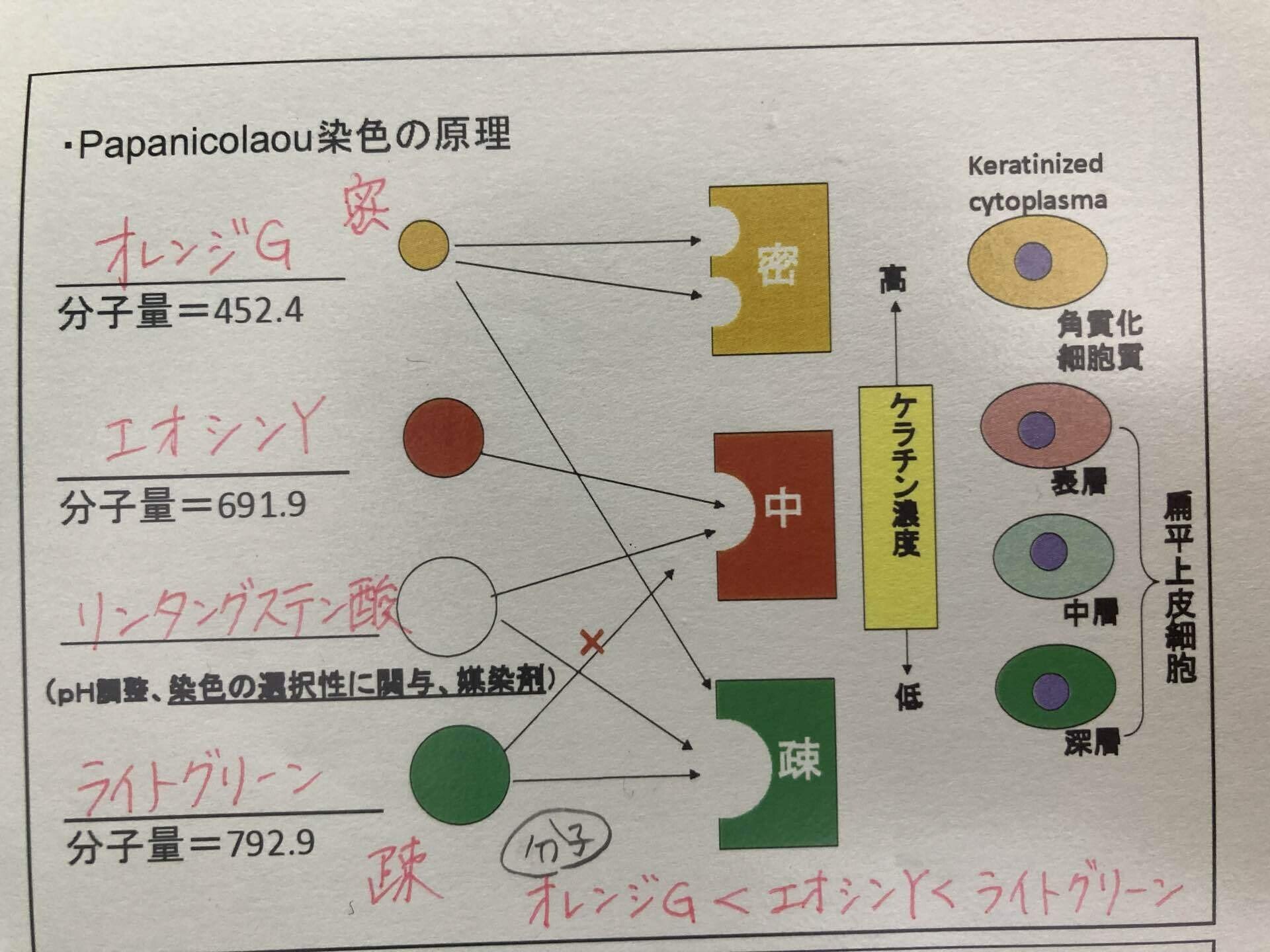 第54回細胞検査士資格認定試験⑤｜こゆきち