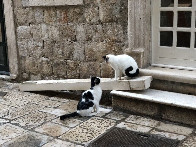 猫の恋思わずキャラメル マキアート 亀山こうき 猫の恋といえば 正岡子規の おそろしや石垣崩す猫の恋 という句が有名 猫の繁殖期は年に数回あるが 特に早春の時期が思い出される 恋を求める姿は人間に 亀山 こうき 俳句の水先案内人 Note 猫の恋思わずキャラメル マキアート 亀山こうき 猫の恋といえば 正岡子規の おそろしや石垣崩す猫の恋 という句が有名 猫の繁殖期は年に数回あるが 特に早春の時期が思い出される 恋を求める姿は人間に 亀山 こうき 俳句の水先案内人 Note