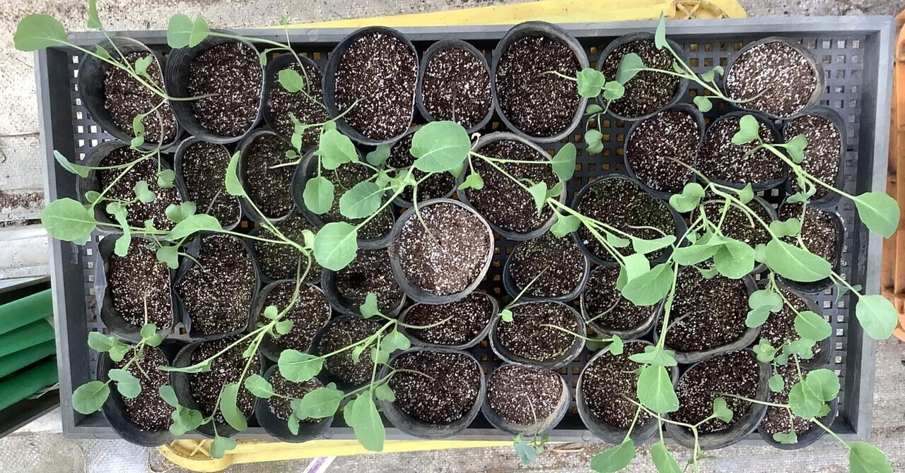 苗の徒長には注意！🔥そしてブロフローレ🥦*茎が美味しいブロッコリー