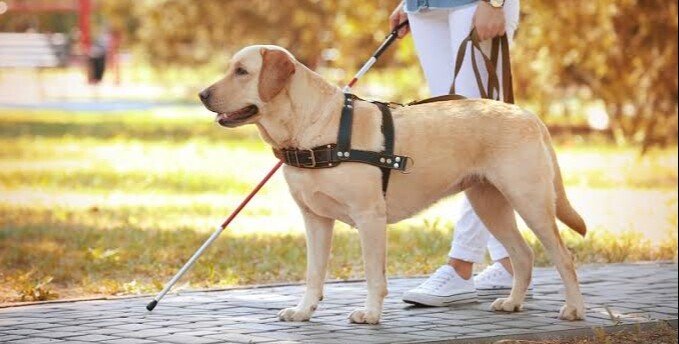 盲導犬 アイメイト まとめ メガネくん 盲学校 特別支援学校からの発信 Note