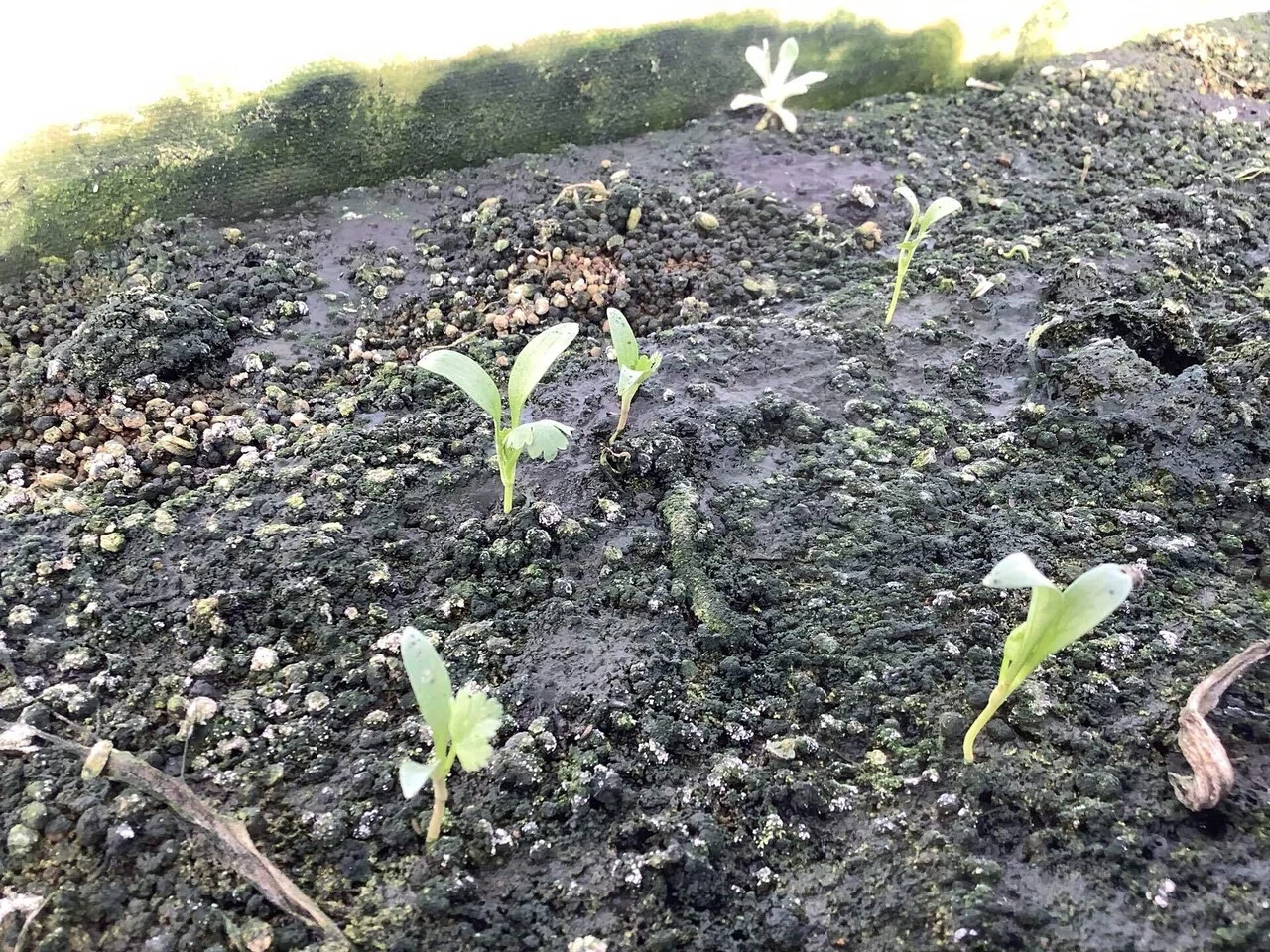 苗の徒長には注意！🔥そしてブロフローレ🥦*茎が美味しいブロッコリー