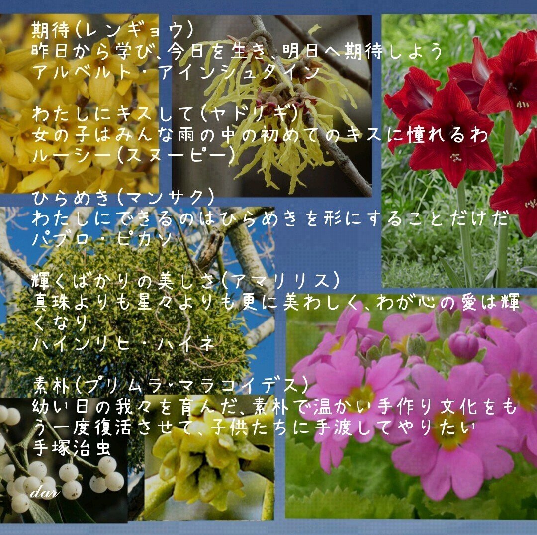 今日の花たち 2 12 花言葉 レンギョウ 期待 希望 集中力 ヤドリギ 私にキスして 困難に打ち克つ マンサク 呪文 魔力 霊感 ひらめき 赤いアマリリス 輝くばかりの美しさ すばらしく美しい だー Note