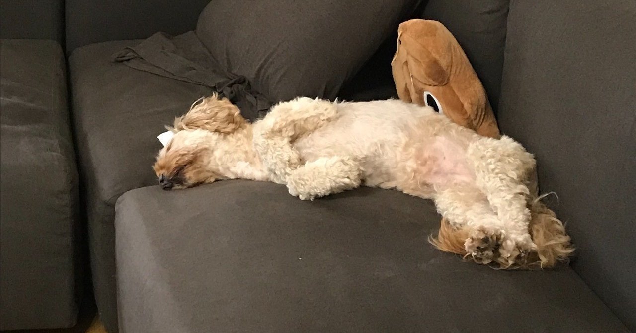 犬の夏の散歩 肉球周りの毛の処理 しましま Note