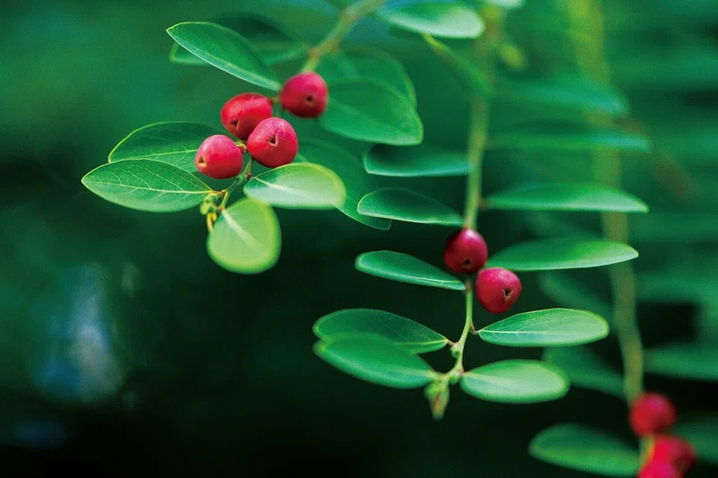 花の蕾が綻び始めるこの時季に知りたい 植物園の魅力｜ほんのひととき