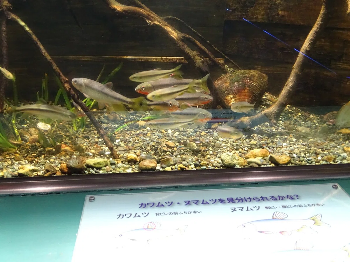 画像52