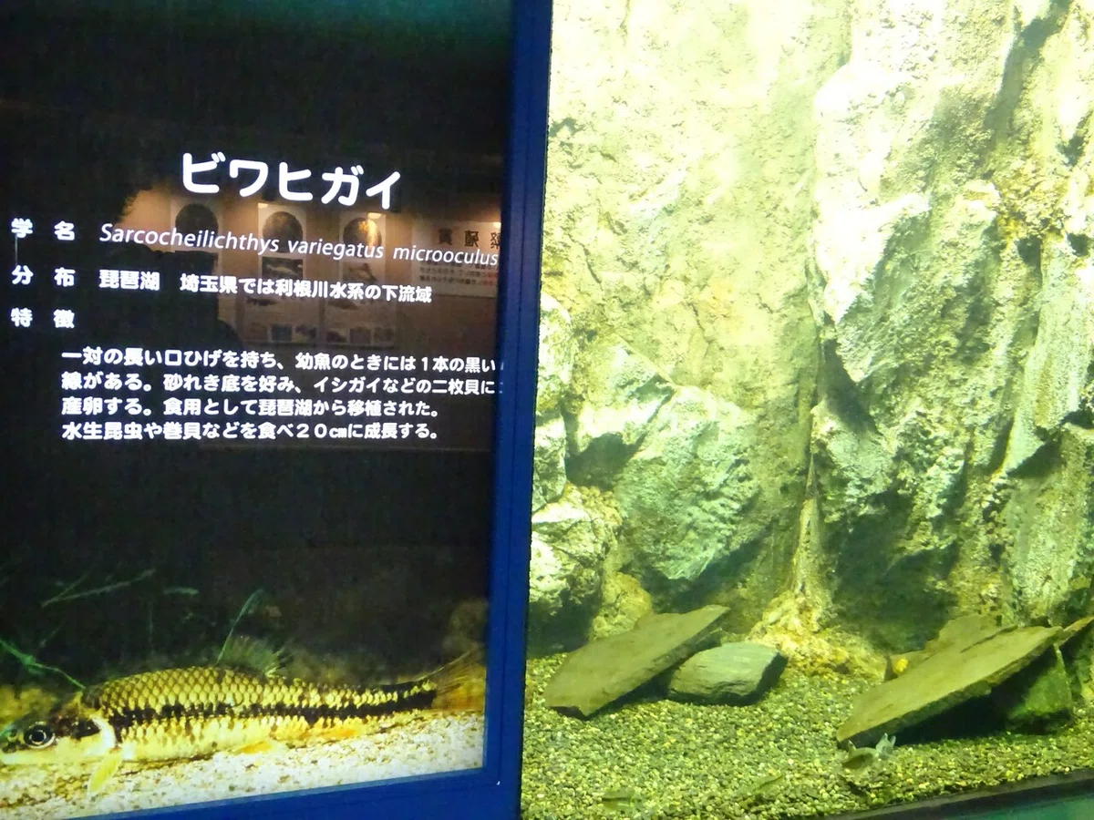 画像55