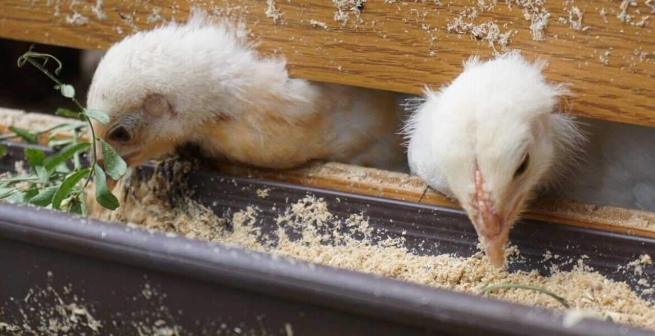 ニワトリの餌代はいくらかかるのか｜はちみつさん
