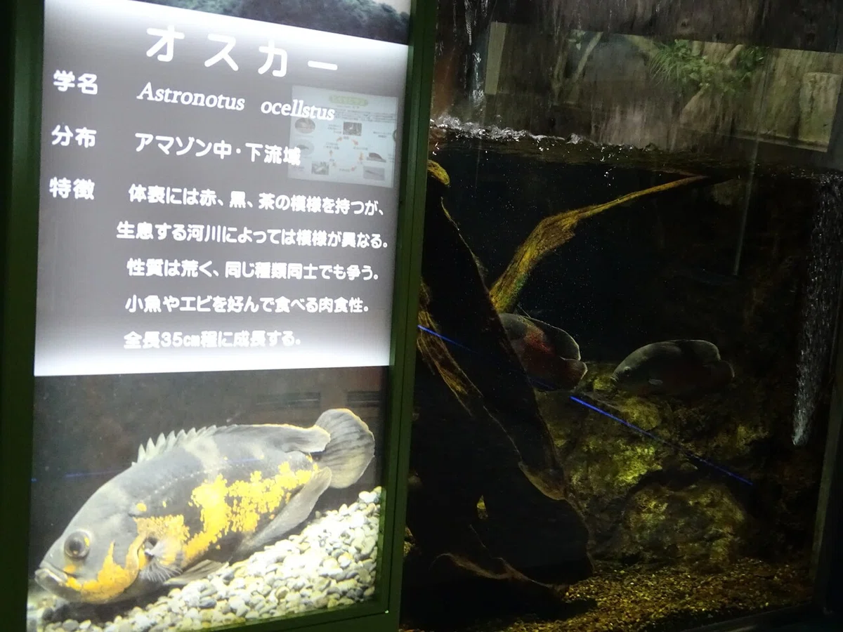 画像116
