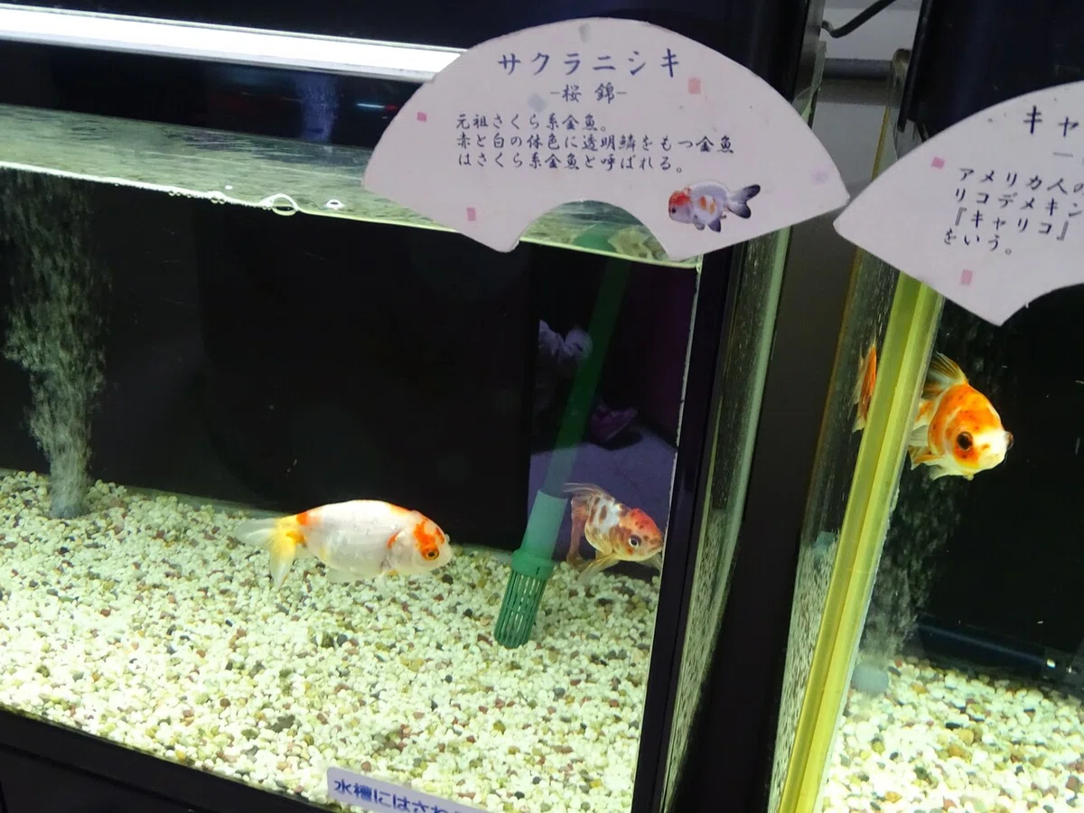 画像129