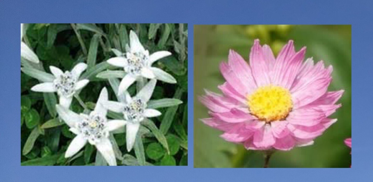 今日の花たち の新着タグ記事一覧 Note つくる つながる とどける