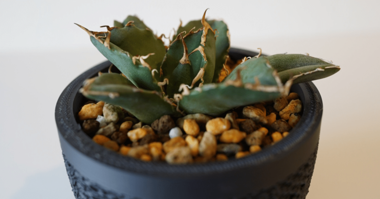 紹介】ジャイロイドポッドについて｜demのかいづか