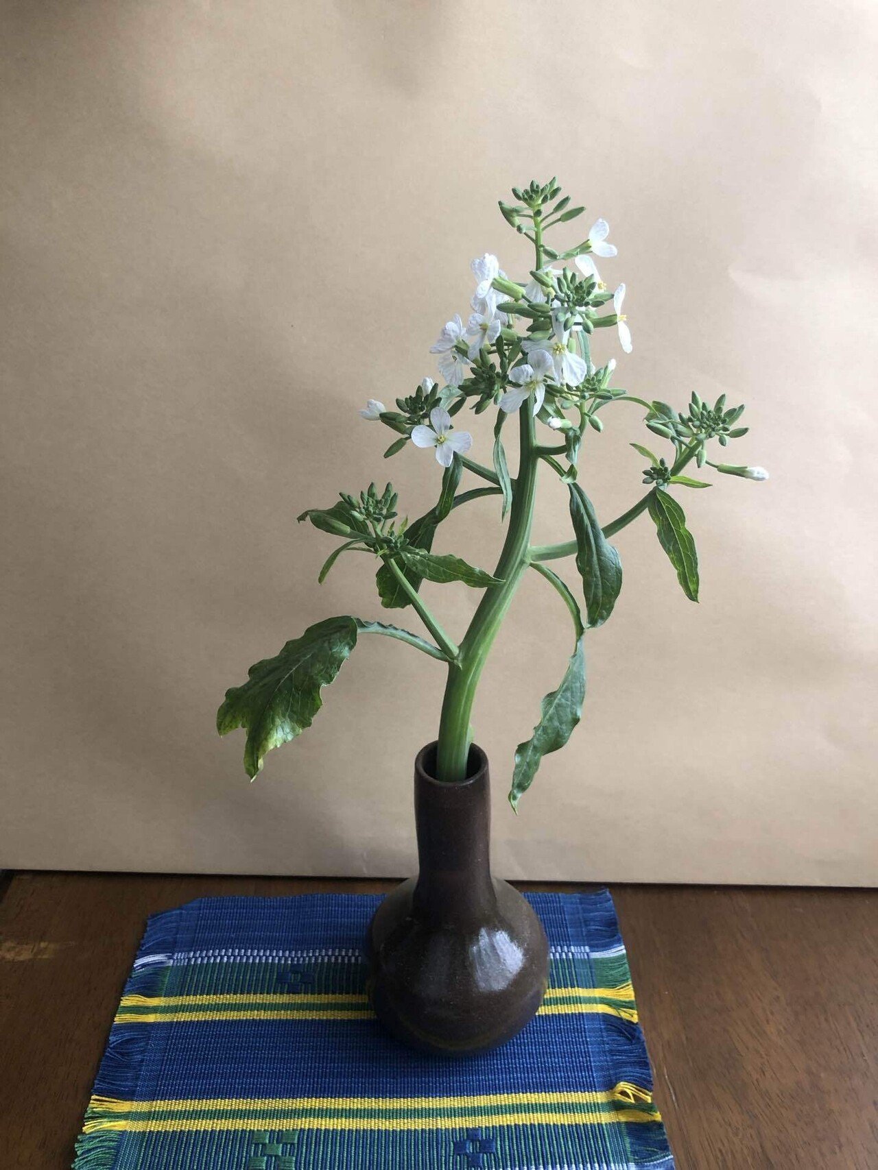 昨日 大根の収穫をした 小さく白い大根の花が 慎ましく咲いている 花瓶に挿すと曲がっていた茎が 真っ直ぐに上に向かって稟とした 城田孝 Note