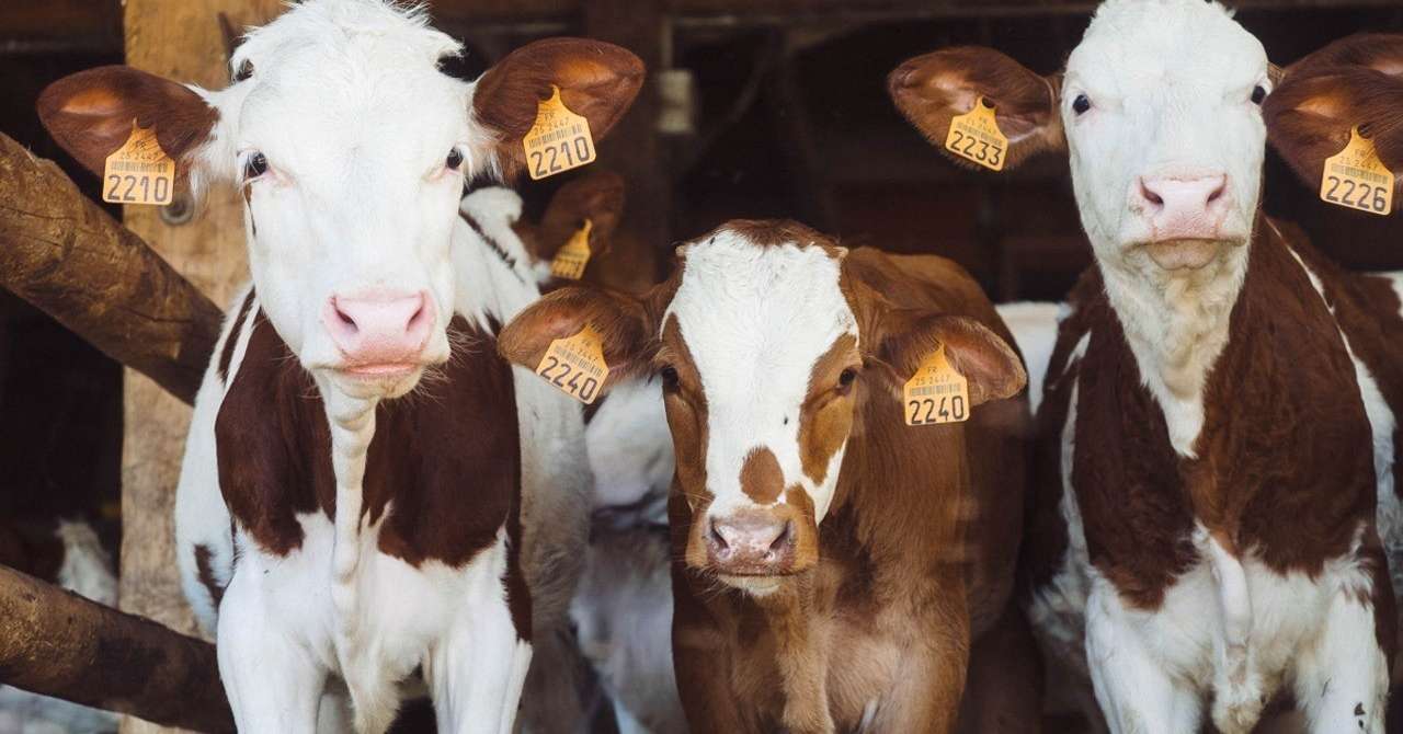 ドキュメンタリー映画 Dominion Marie Note