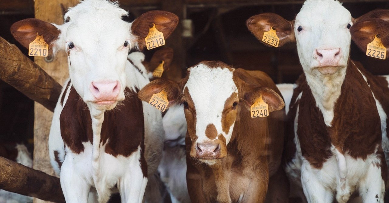 ドキュメンタリー映画 Dominion Marie Note