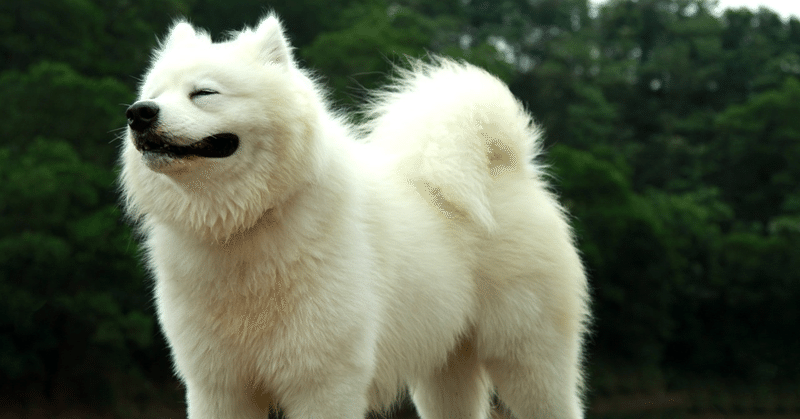 調べてみた！サモエド🐶について