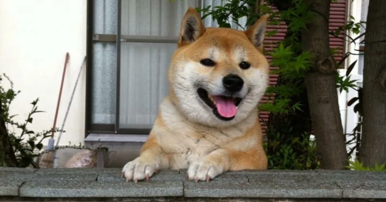 Googleストリートビューに映り込んだ柴犬を探せ！｜たけきみ