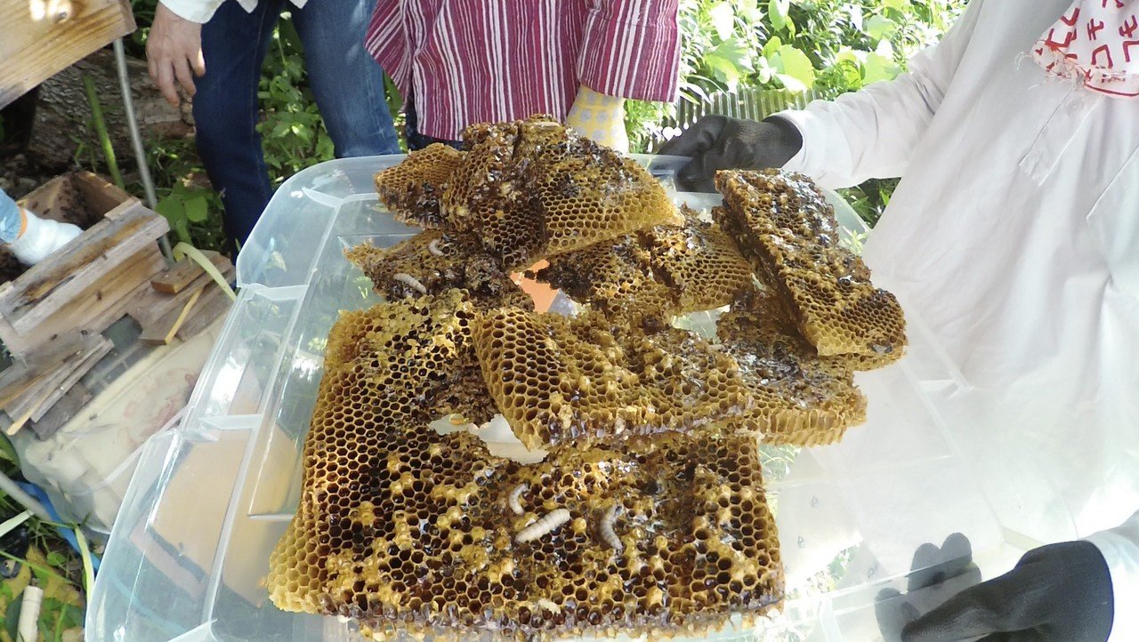 スムシにやられた日本みつばちの巣｜水城ゆう