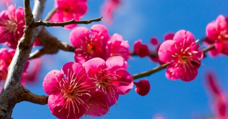幸せの花は自分が咲かせる の新着タグ記事一覧 Note つくる つながる とどける