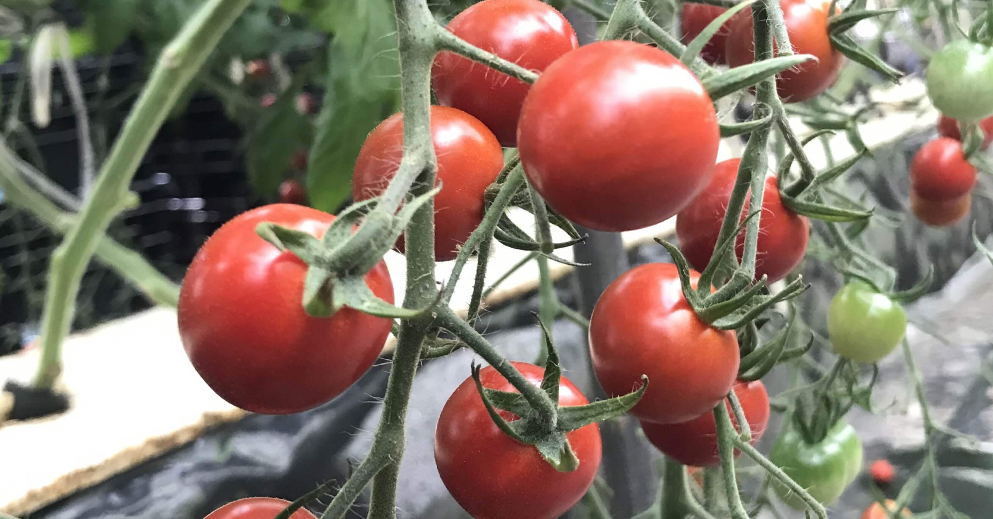 花芽分化には栄養によるものがあります それを中性植物と言います まるはな農園 Note