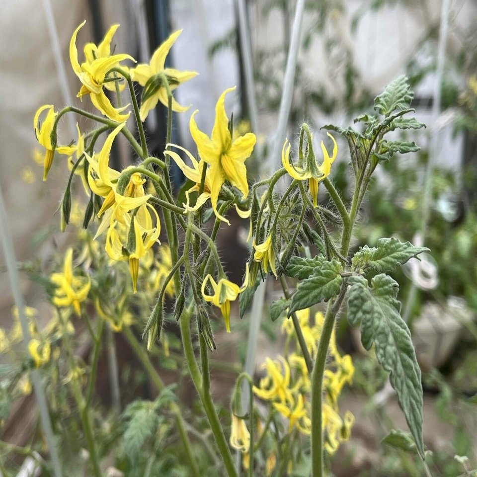 花芽分化には栄養によるものがあります それを中性植物と言います まるはな農園 Note