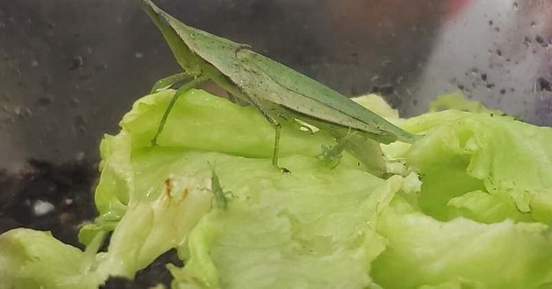 おんぶばったの子供 の新着タグ記事一覧 Note つくる つながる とどける