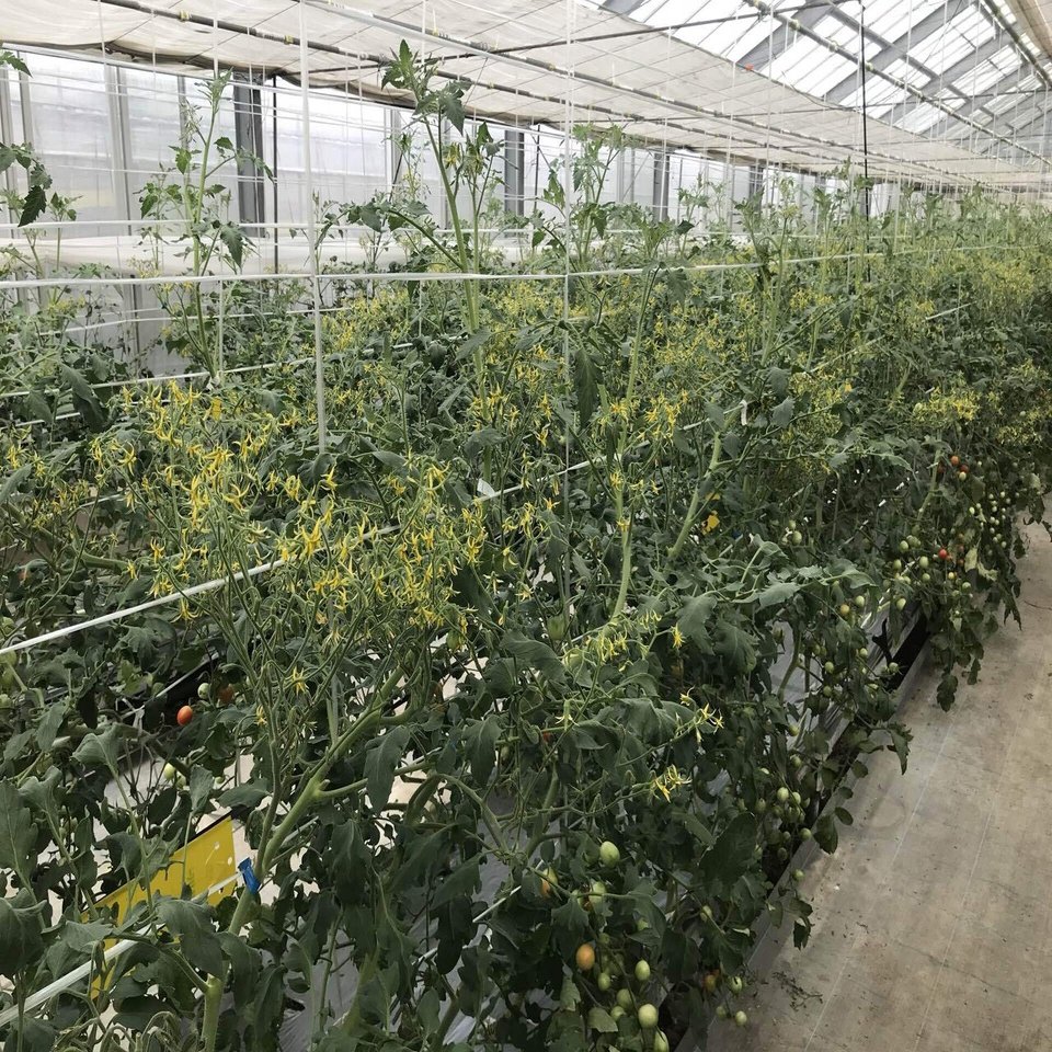 花芽分化には栄養によるものがあります それを中性植物と言います まるはな農園 Note