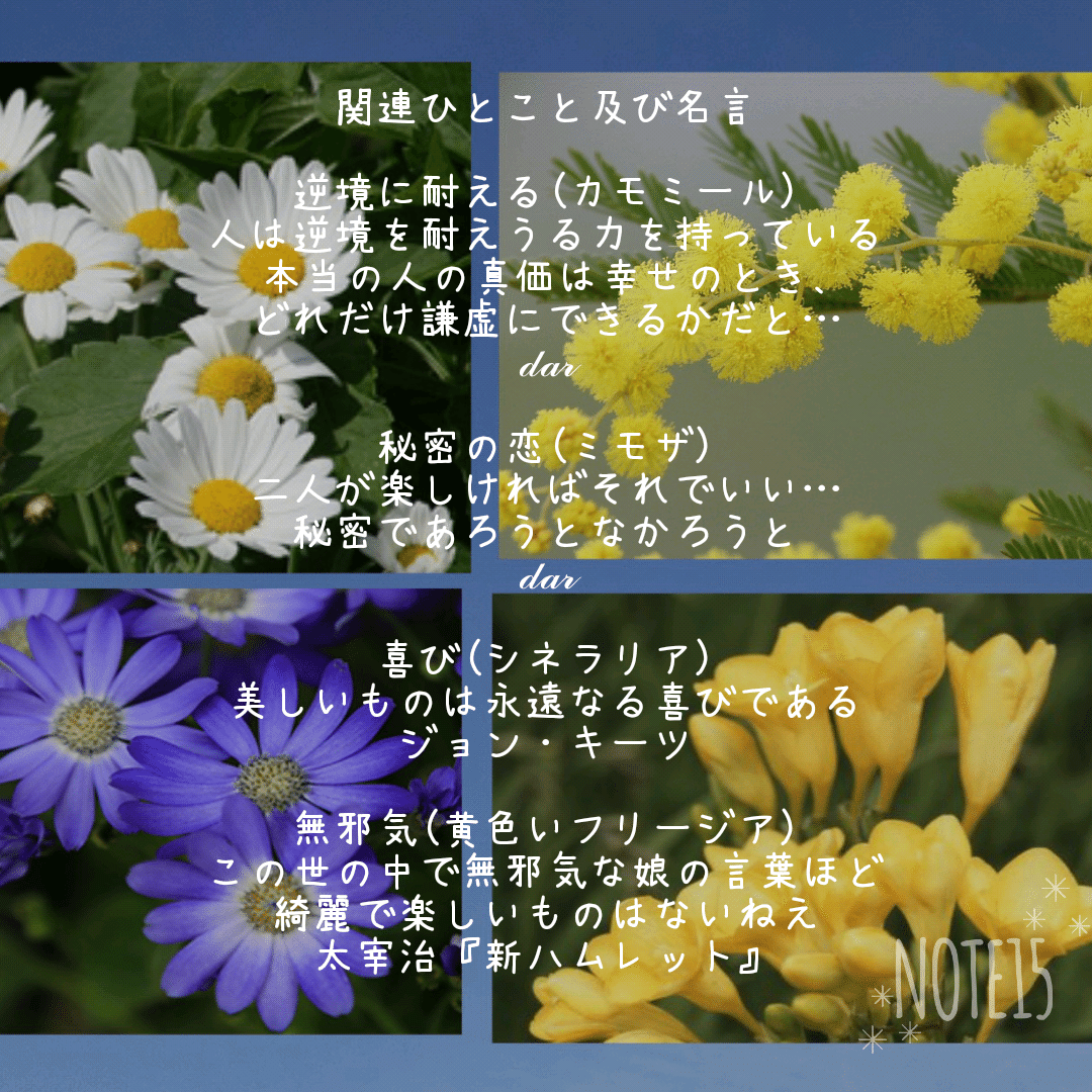 今日の花たち 2 14 花言葉 カモミール 逆境に耐える 逆境で生まれる力 ミモザ アカシア 秘密の恋 友情 シネラリア いつも快活 喜び 黄色いフリージア 無邪気 関連名言 画像にて だー Note