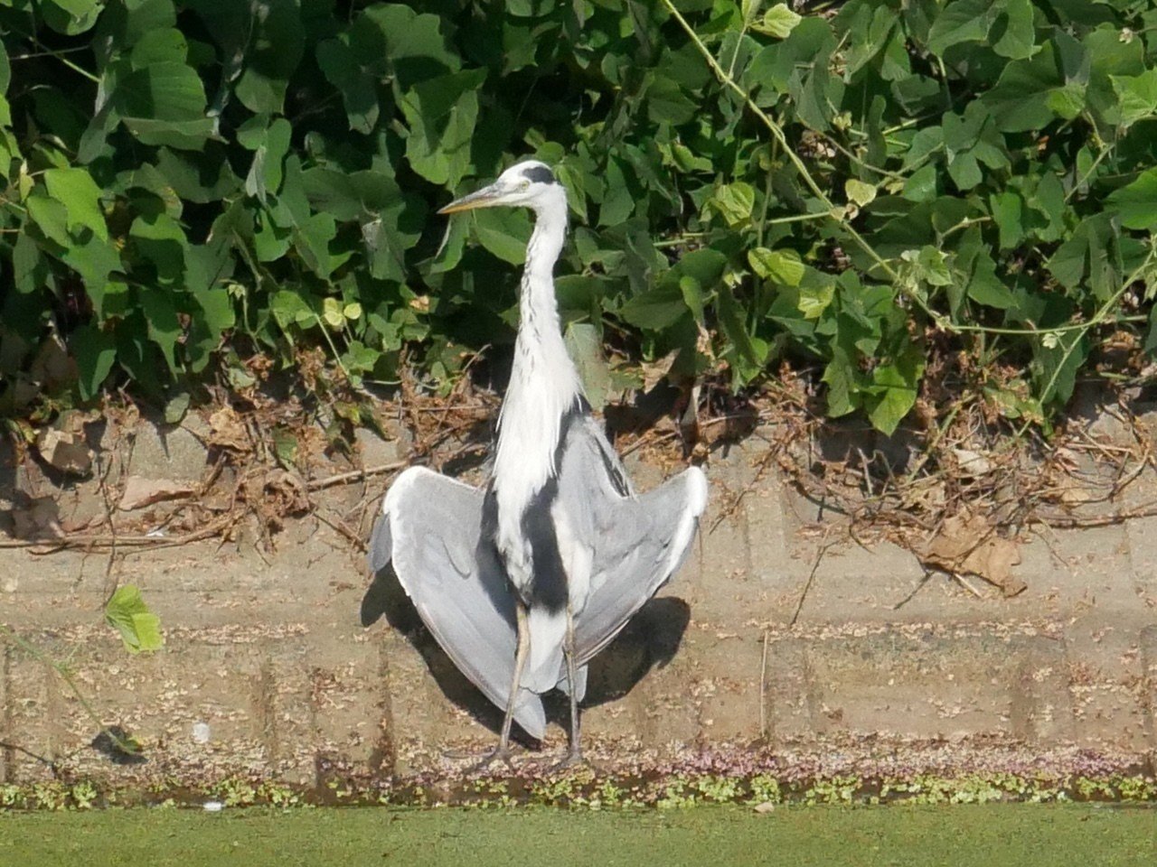 目撃情報 アオサギさんのふりをする諜報員 Haru Kiti Note