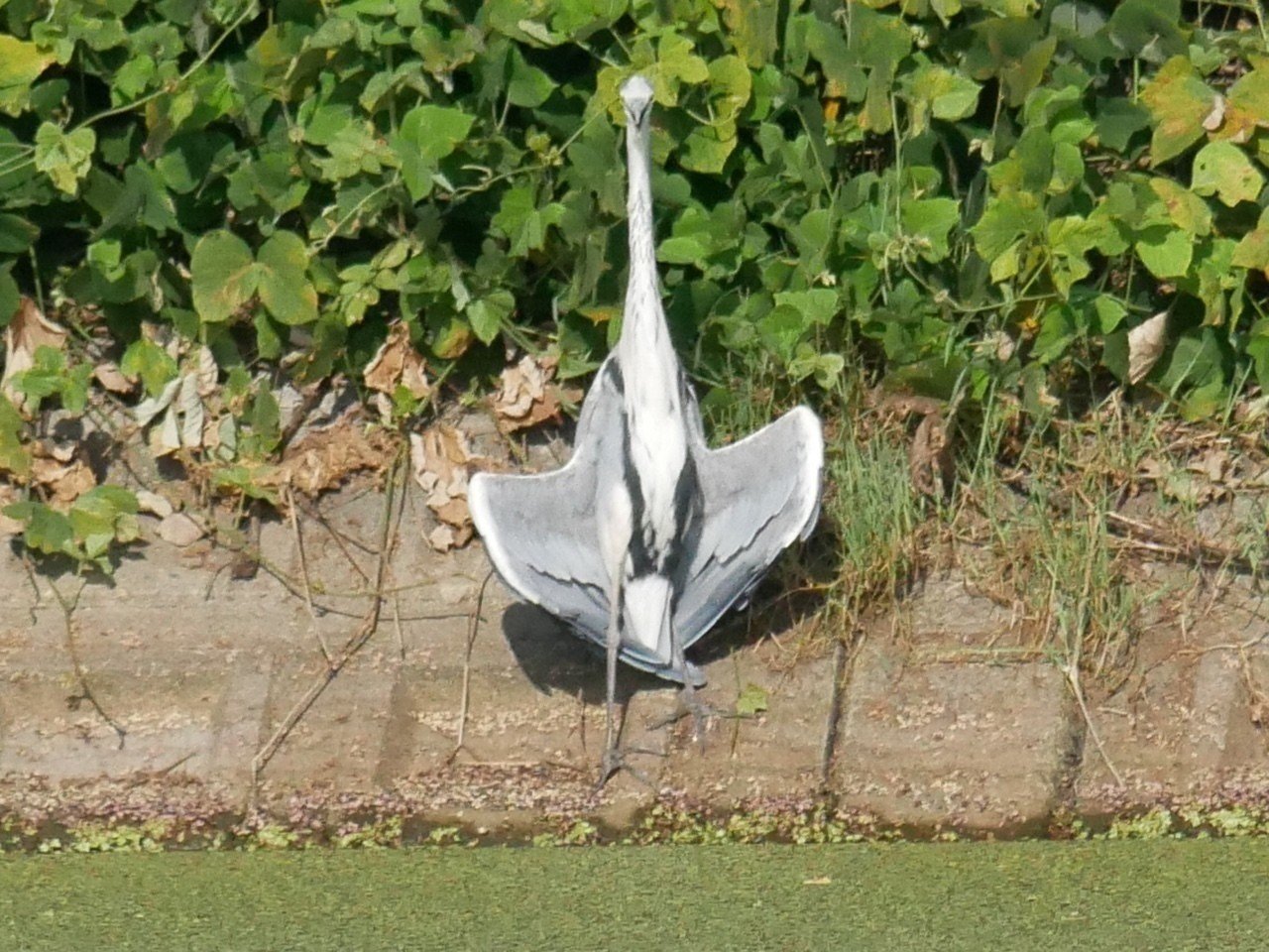 目撃情報 アオサギさんのふりをする諜報員 Haru Kiti Note