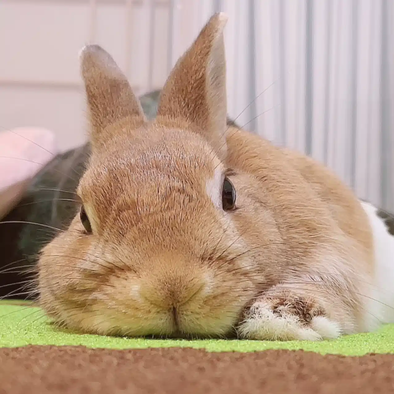 安眠枕