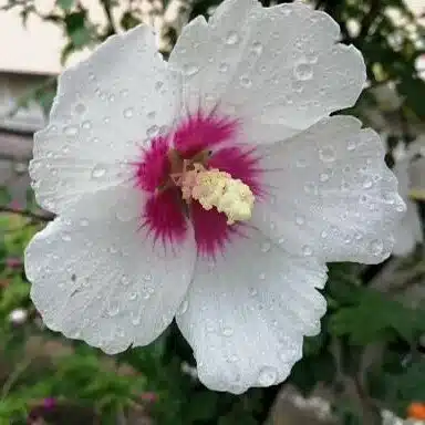りんどん