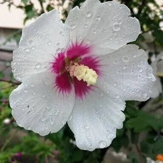 りんどん