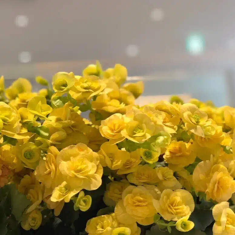 【虐待サバイバーblog】Voice＠Aya