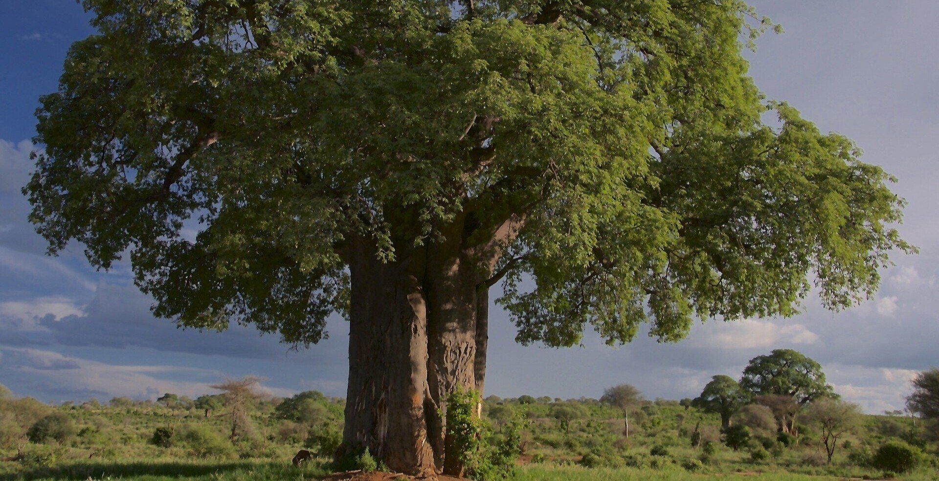 ジャム ザ ハウスネイル 樋口 賢登 Note