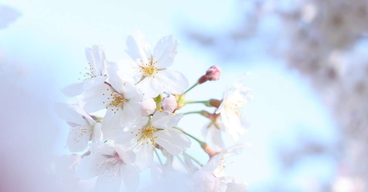 外国語の強引な詰め込み 効果と傷跡 三浦陽一 Note