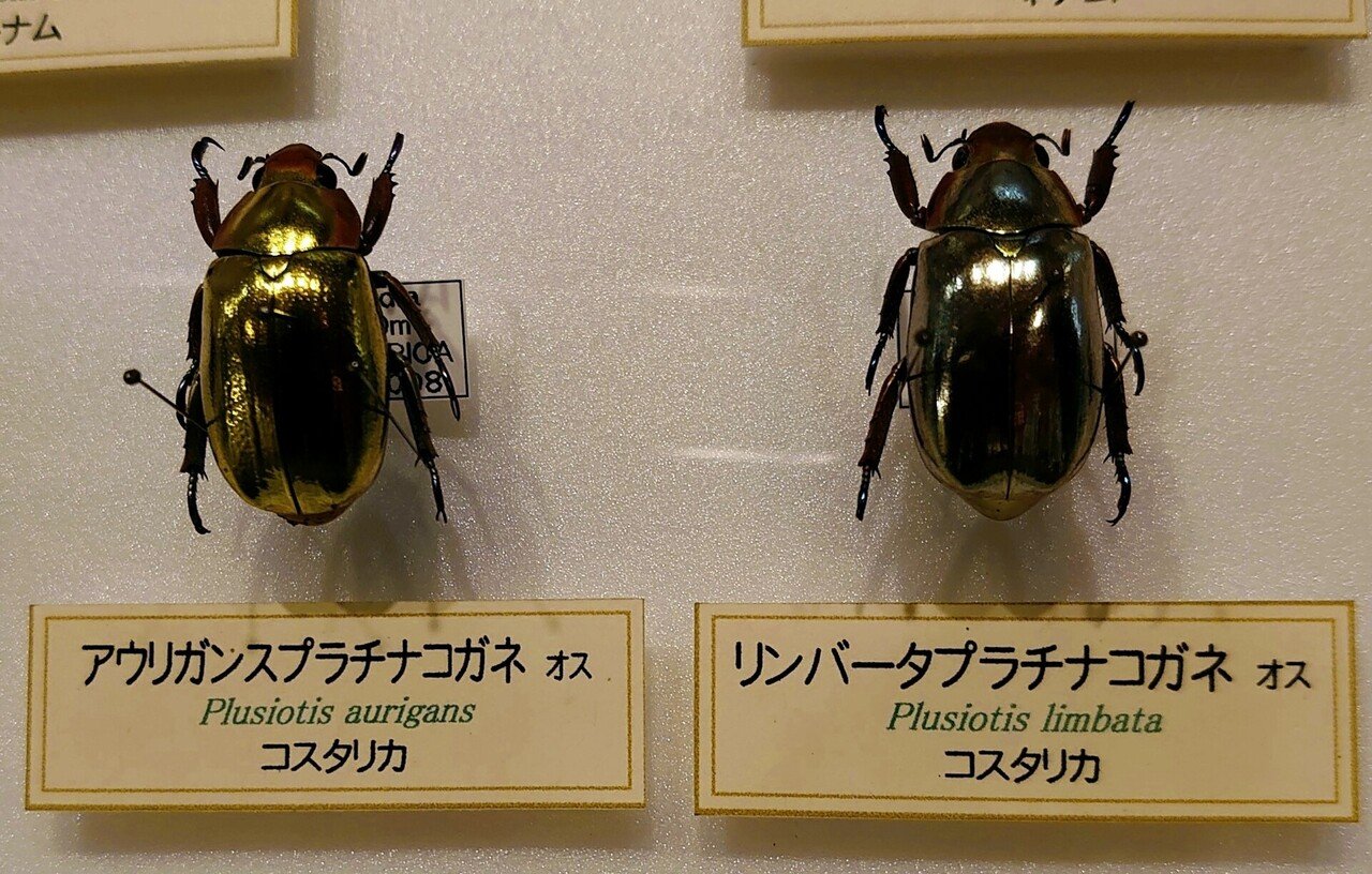 【売り切り御免！】 プラチナコガネ｜紺 をのへ 標本
