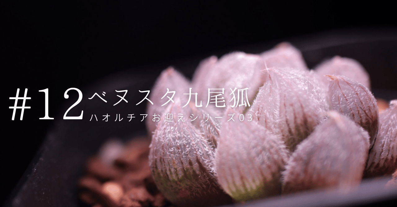 ハオルチア 九尾狐② 12 ベヌスタ・九尾狐【ハオルチアお迎えシリーズ