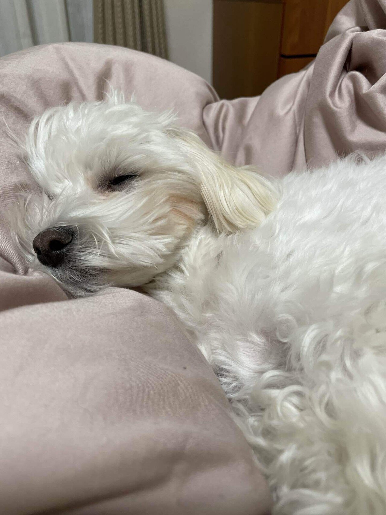う ん 眠い マルチーズ 犬のいる生活 犬のいる暮らし 我が家のペット自慢 こふく部長 鈴麻呂 Note