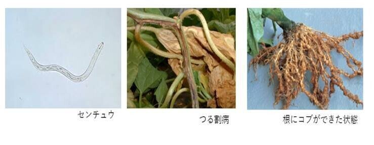 土耕栽培の課題 連作障害 農業 農業大好き 小川隆宏 Note
