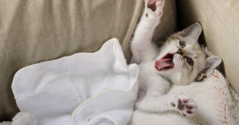 猫のあくびって色々な意味があるの知ってますか？