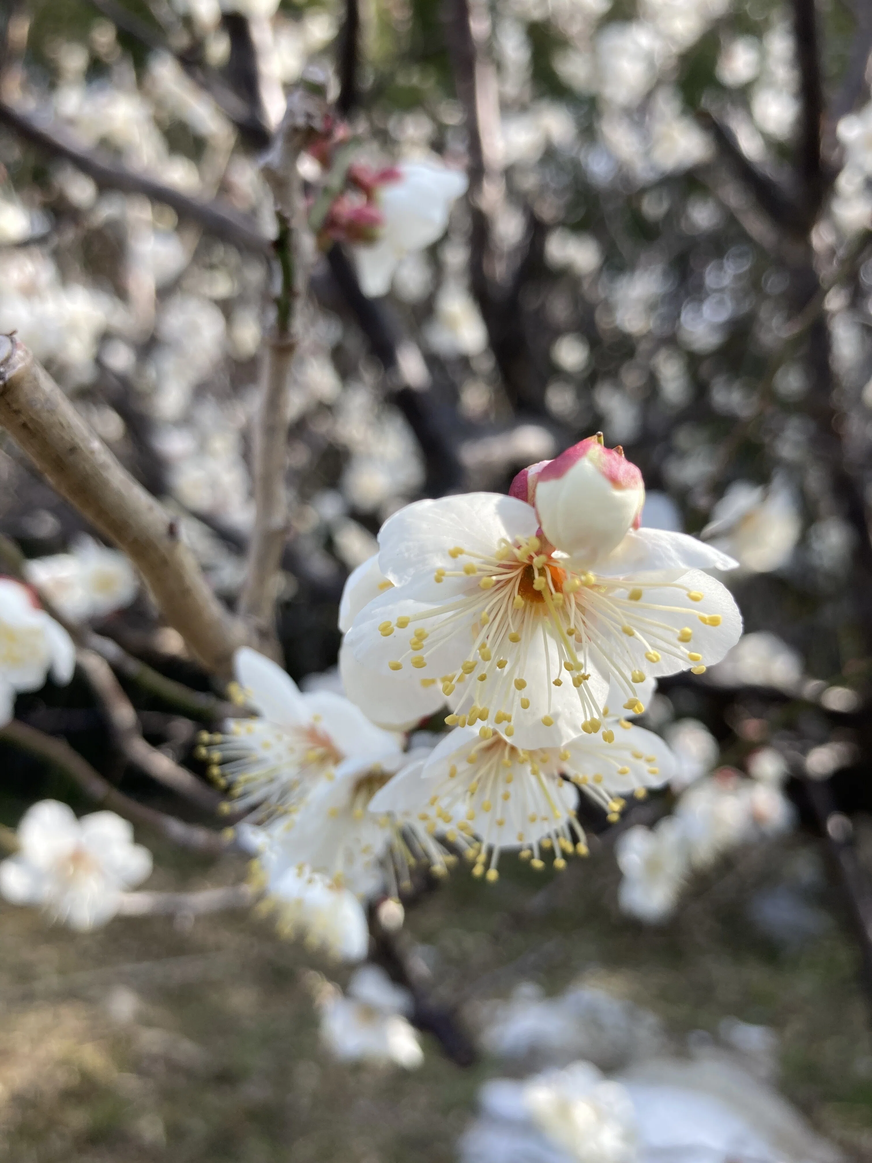 小さな春 の新着タグ記事一覧 Note つくる つながる とどける