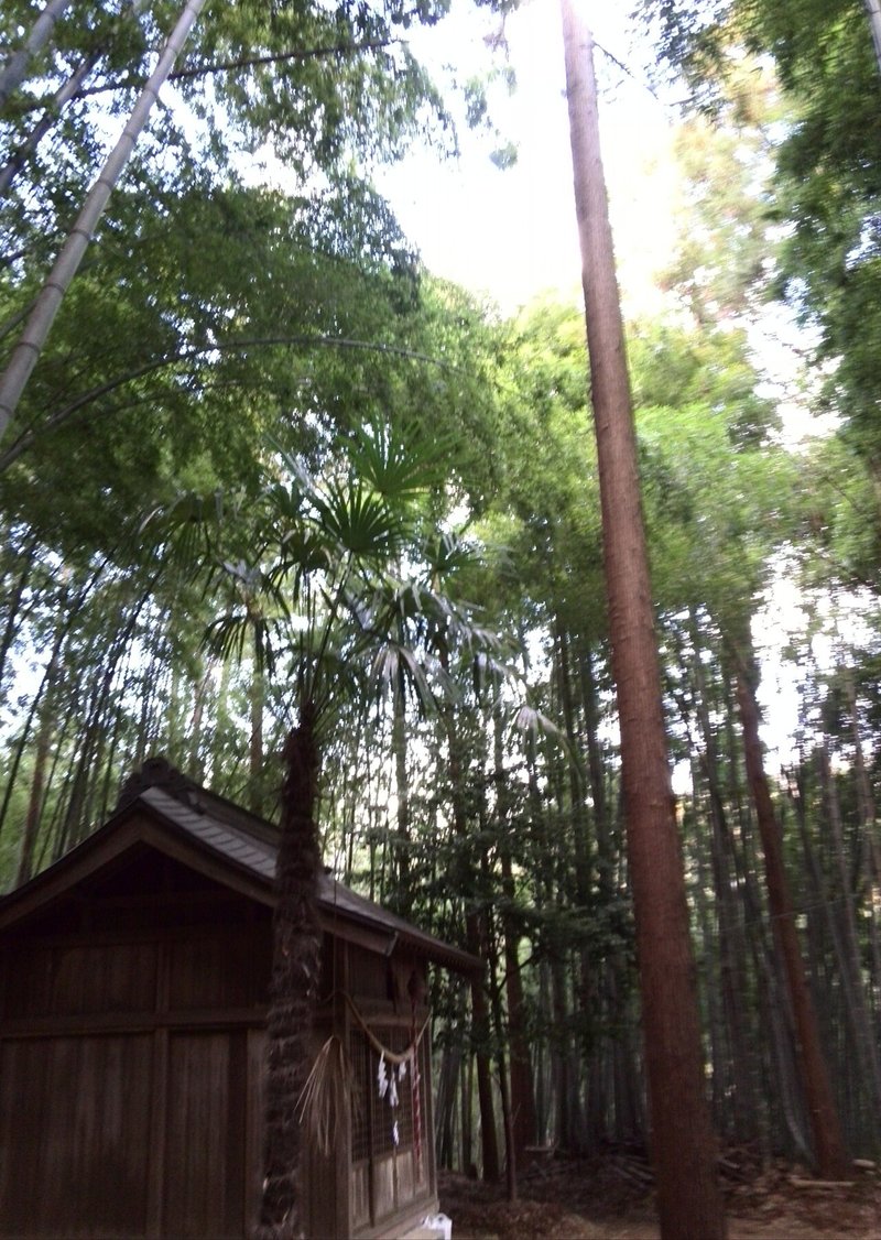 九朗明神社の神木