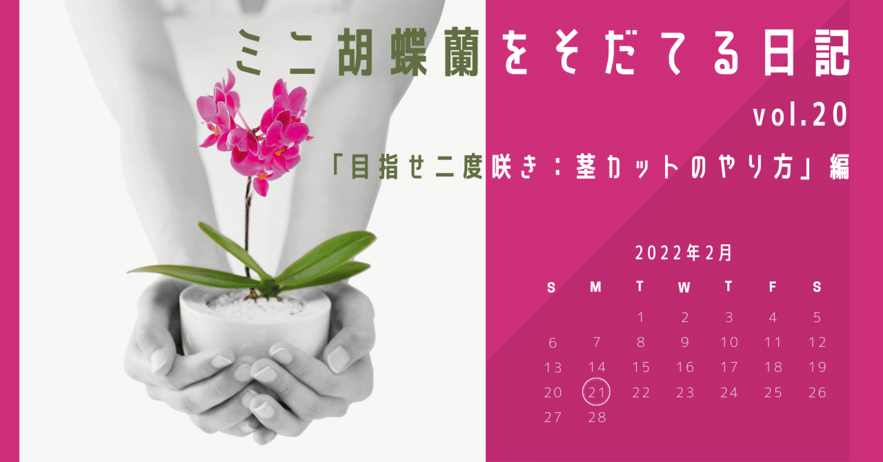 目指せ二度咲き：茎カットのやり方】胡蝶蘭屋の中の人がミニ胡蝶蘭を