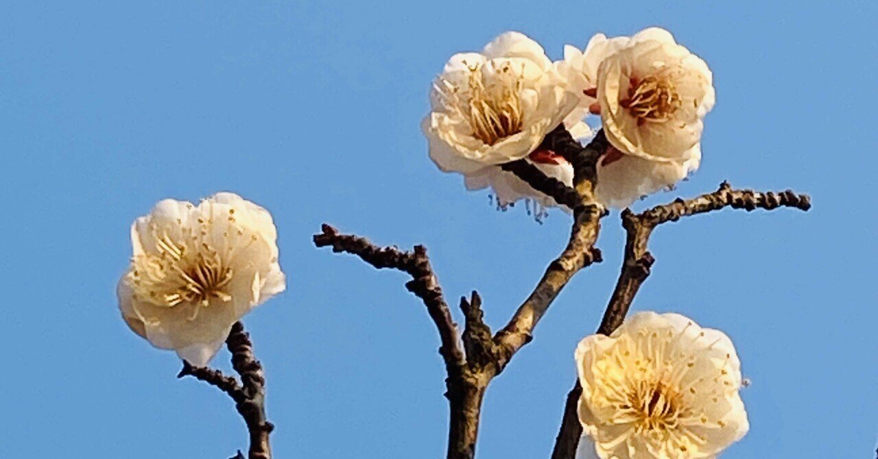 春の匂い ナガオクミ Note 春の匂い ナガオクミ Note