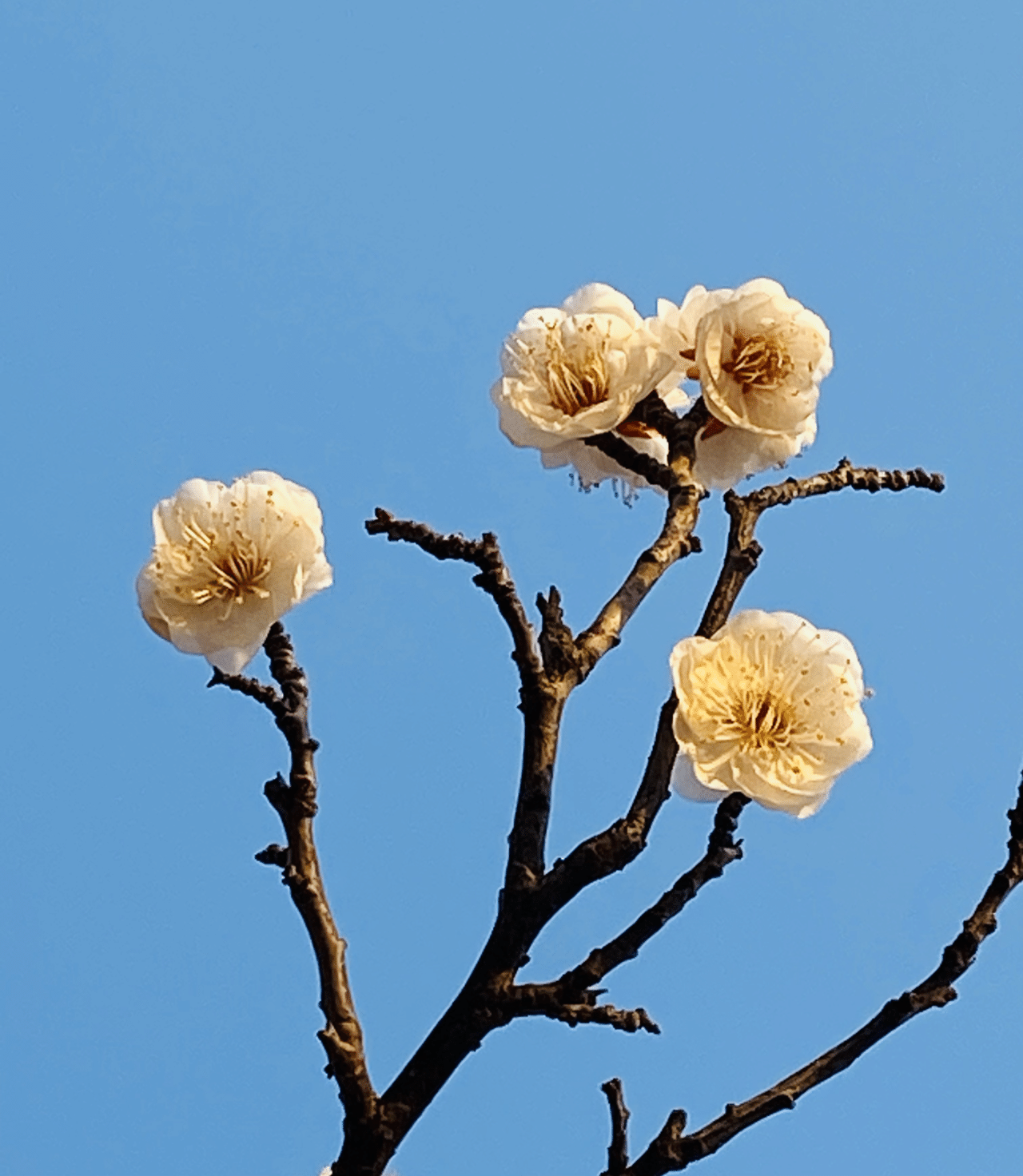 春の匂い ナガオクミ Note