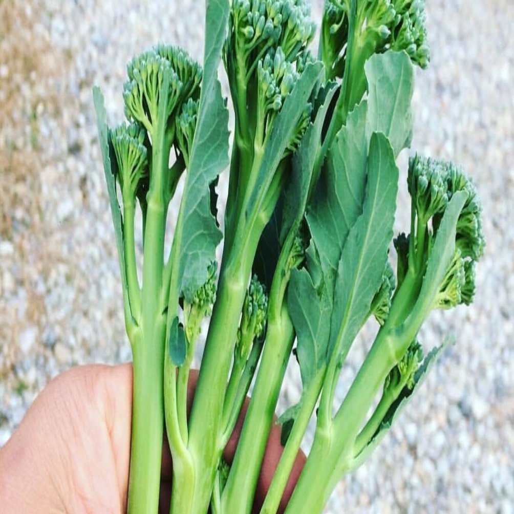 茎ブロッコリー はブロッコリーなのか 那須高原こたろうファーム Note