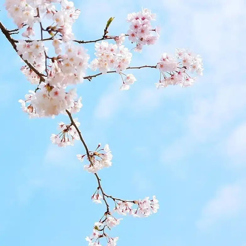 けい散歩