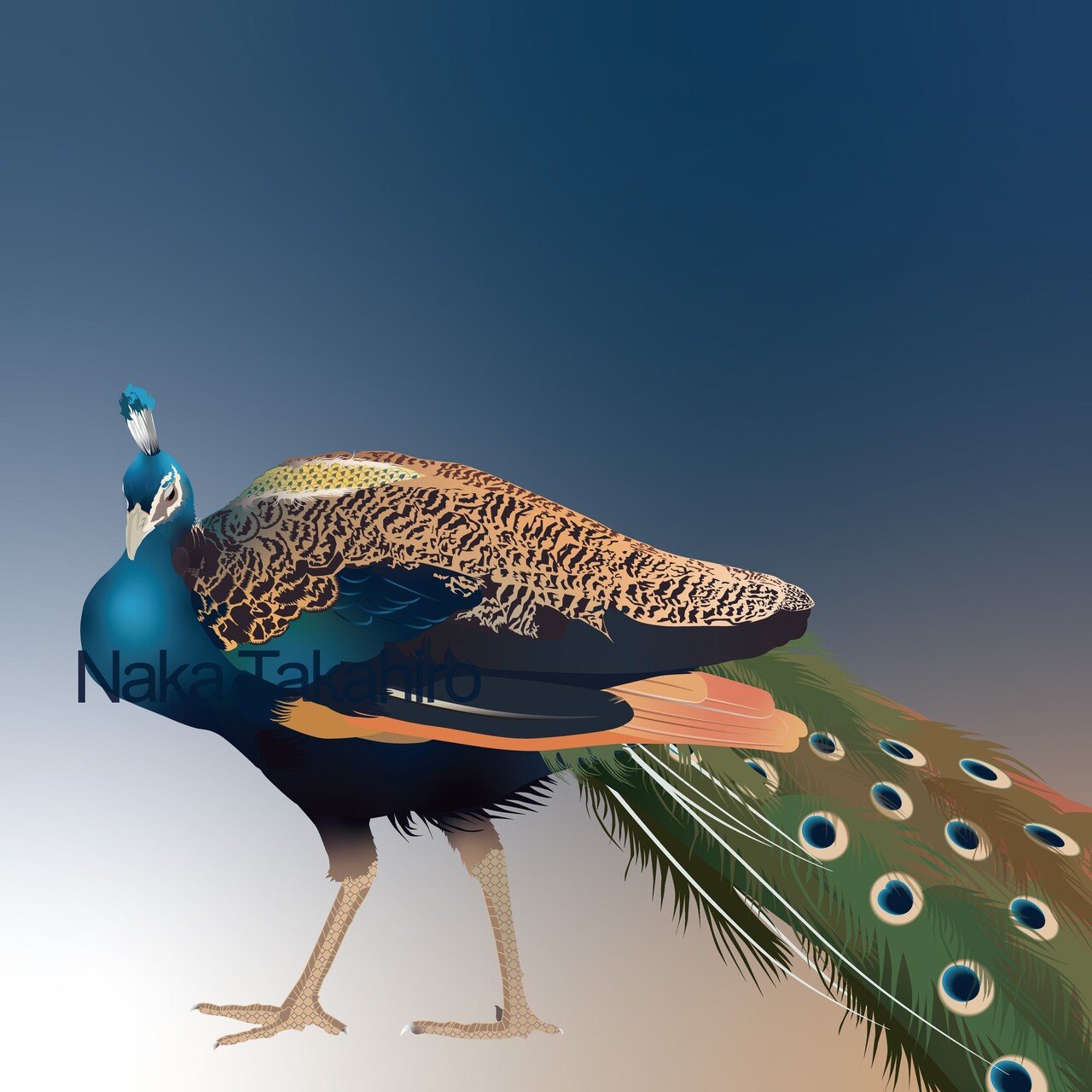 孔雀【イラスト】｜仲 高宏